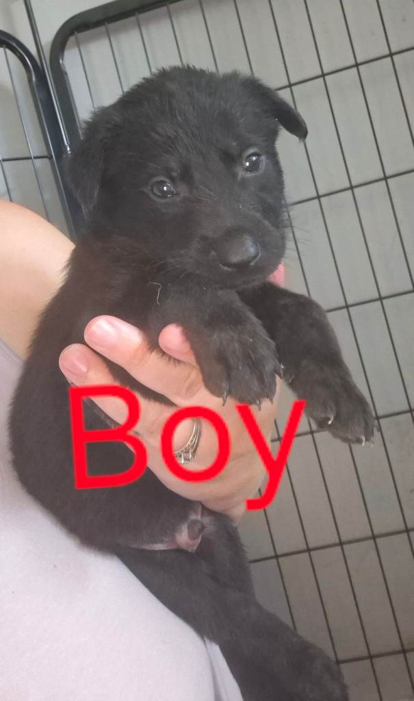 10 Beautiful shepherdor puppies