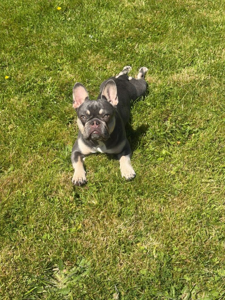 8 Month Old French Bulldog