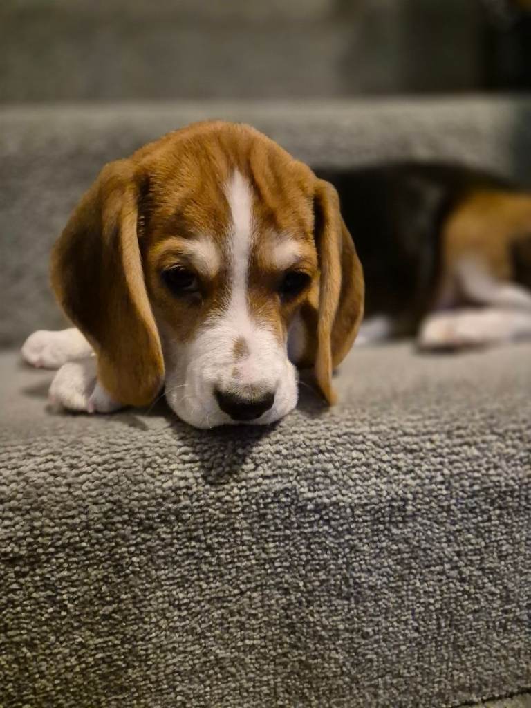 Beagle puppy (4 Months)