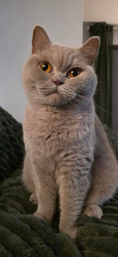 Beautiful and respectful Lilac British Shorthair adult female