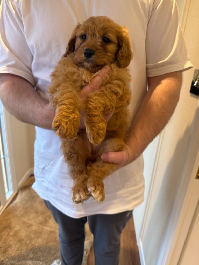 ❤️Red Cavapoo ❤️