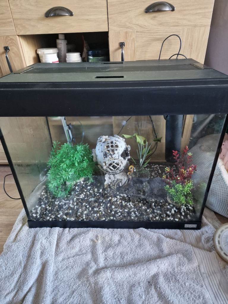 Fluval Roma 90 Fish Tank Setup