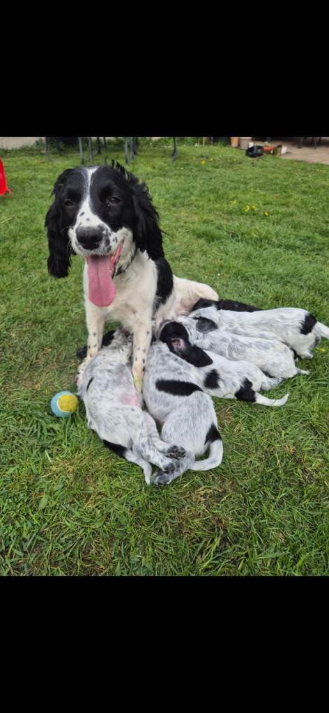 🐾 Beautiful Springer Spaniel Puppies – 6 Girls Available 🐾