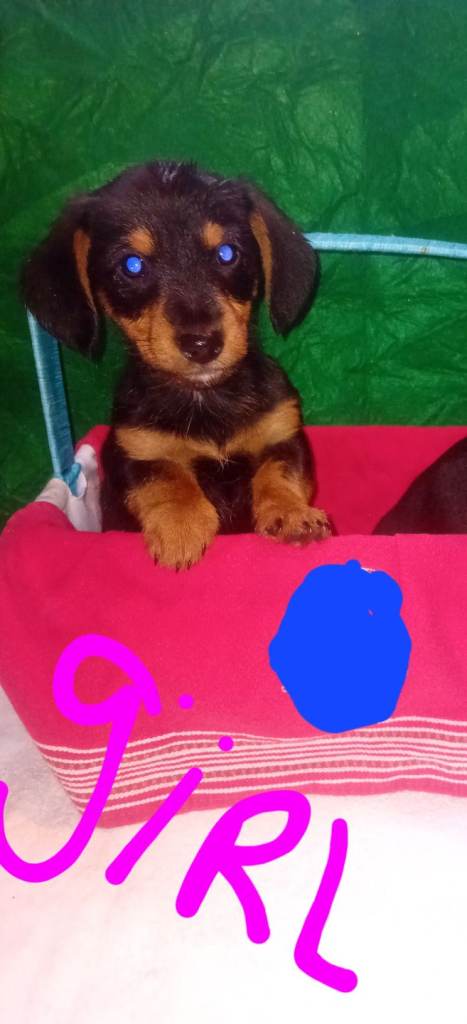 Miniature dashund puppies 