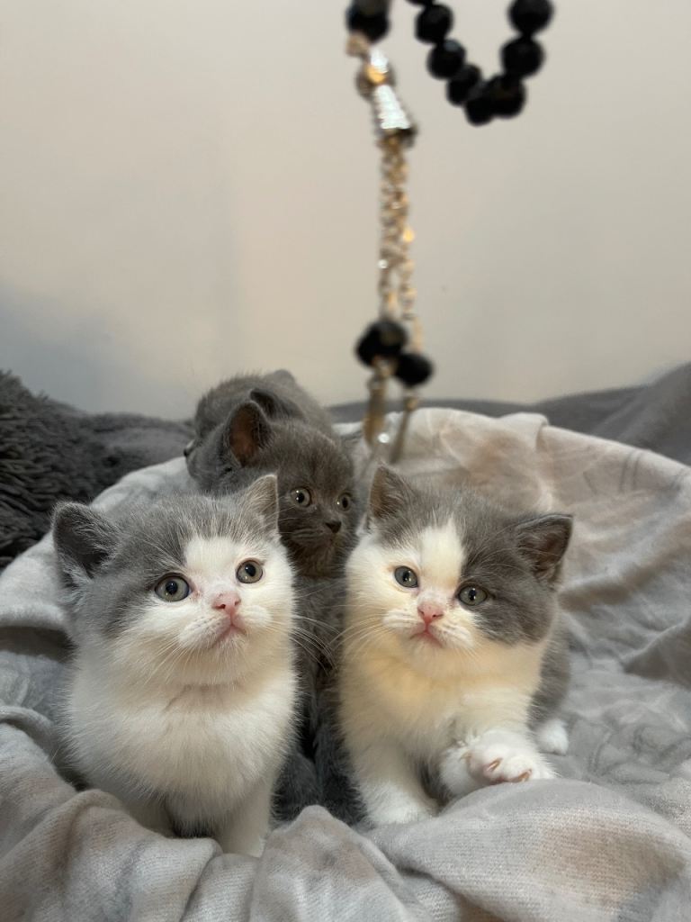 British shorthair cats for sale 