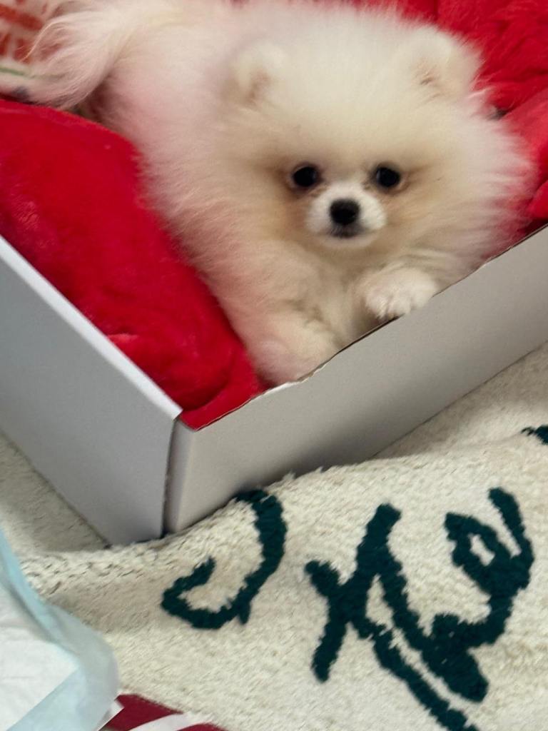Teddy bear Pomeranian girl 12 weeks old white 