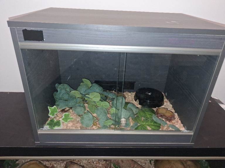 Vivexotic 2ft vivarium with full set up 