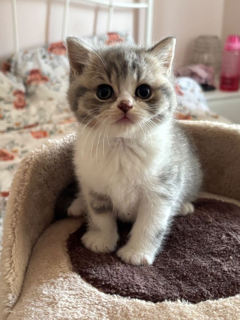 GCCF registered British Shorthair Kittens