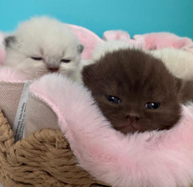 British shorthair kittens 