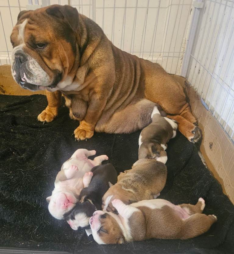 KC English bulldog puppies