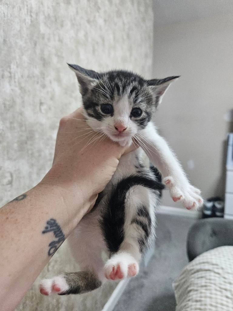 Kittens 