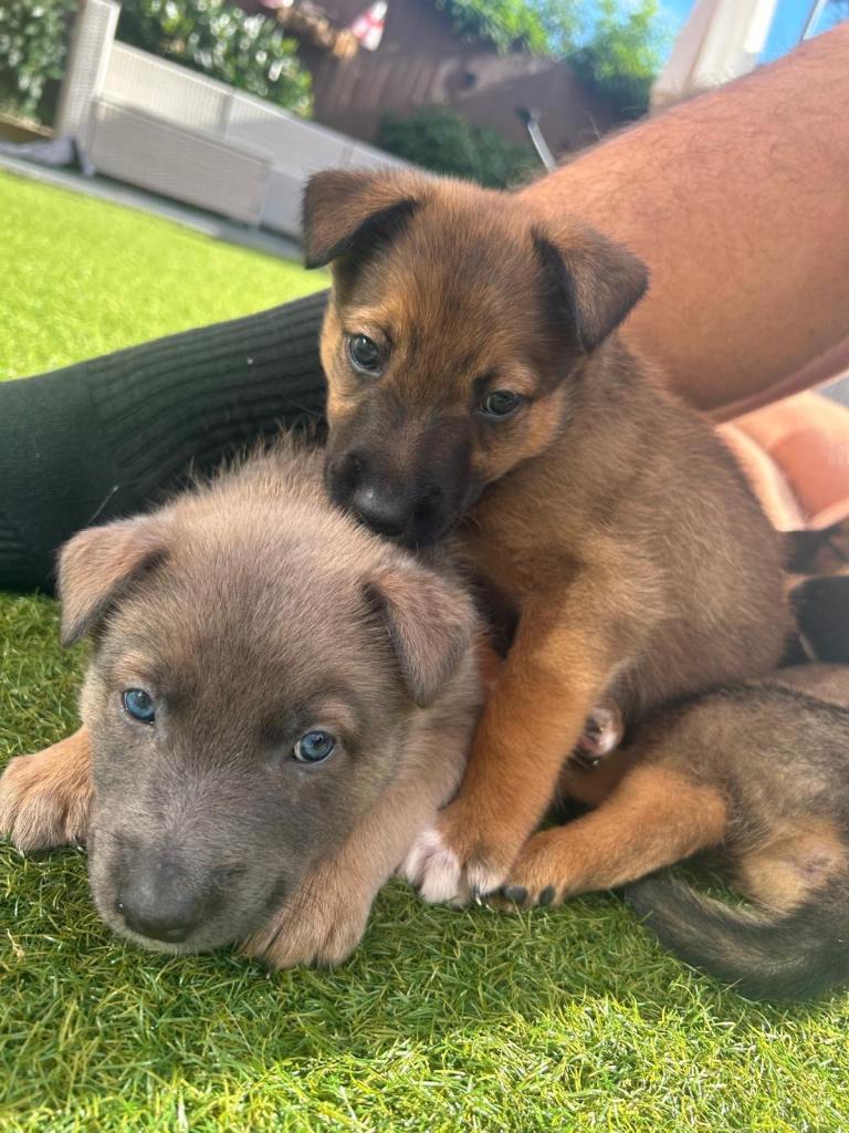 Border collie x Belgian Malinois puppies🌟ONLY 1 FEMALE LEFT 🌟