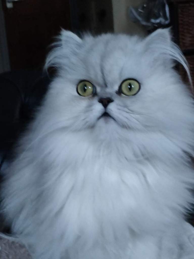 Beautiful Doll faced Chinchilla 