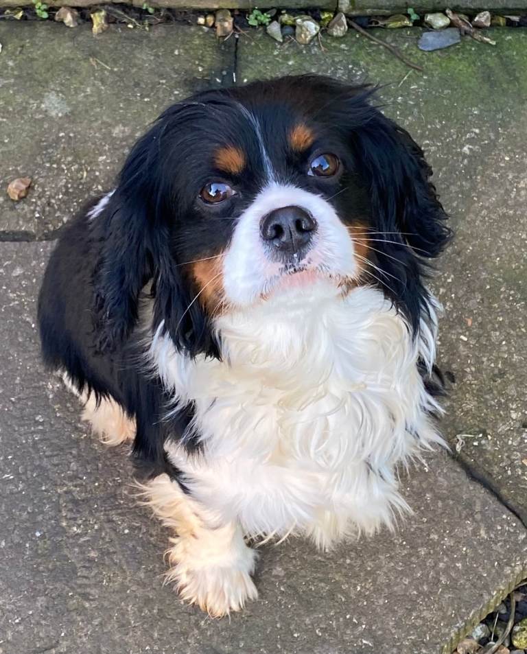 Beautiful Tri-Colour Cavalier King Charles 
