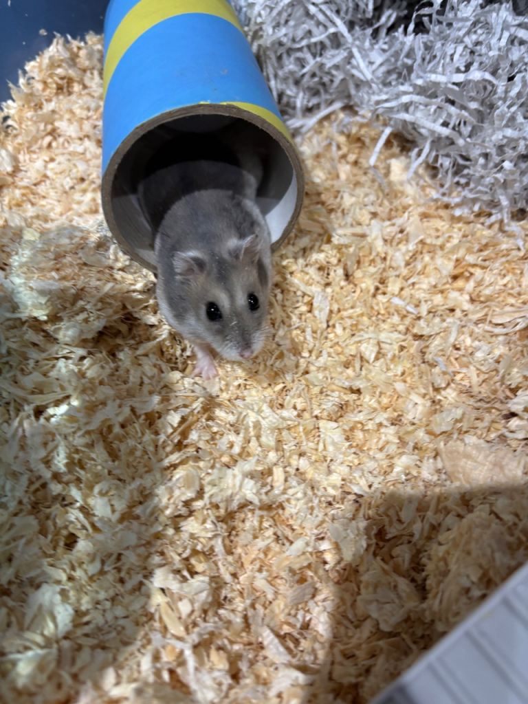 Male dwarf hamster 