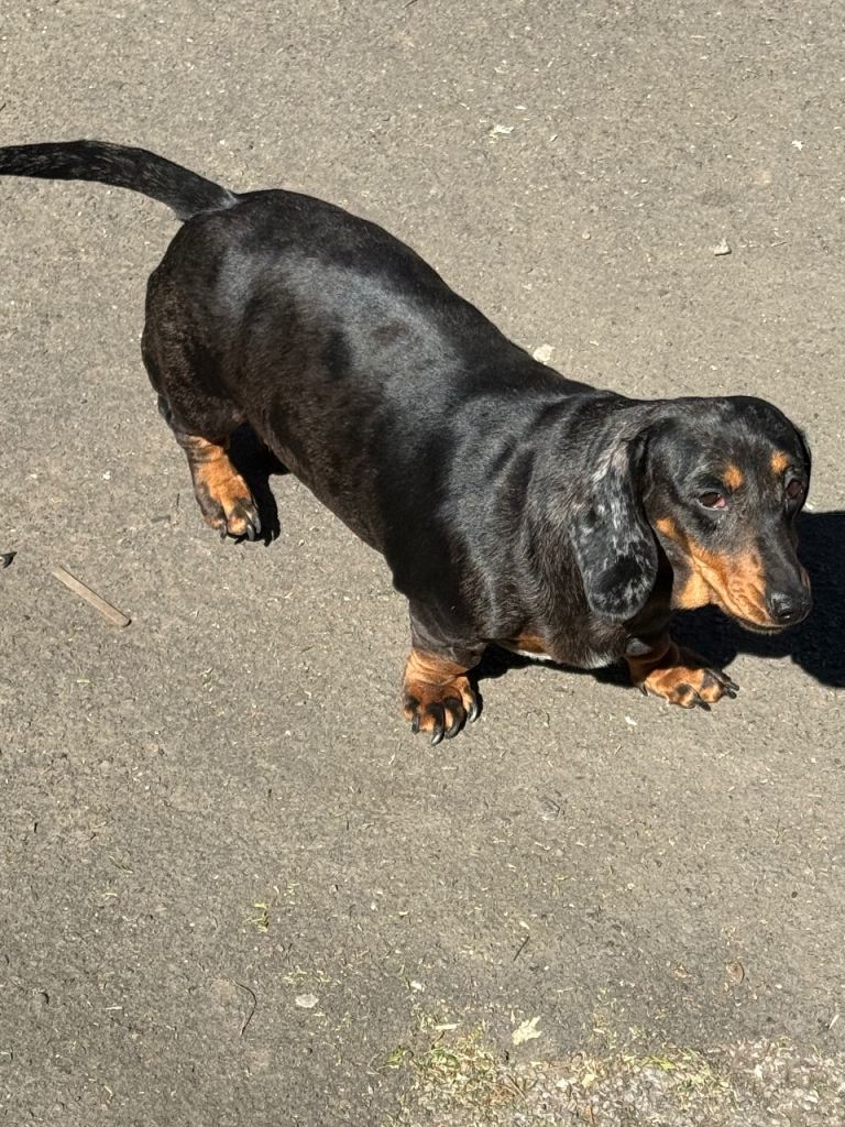 Dachshund females adult 