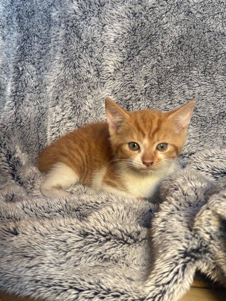 Beautiful kittens available for new homes 