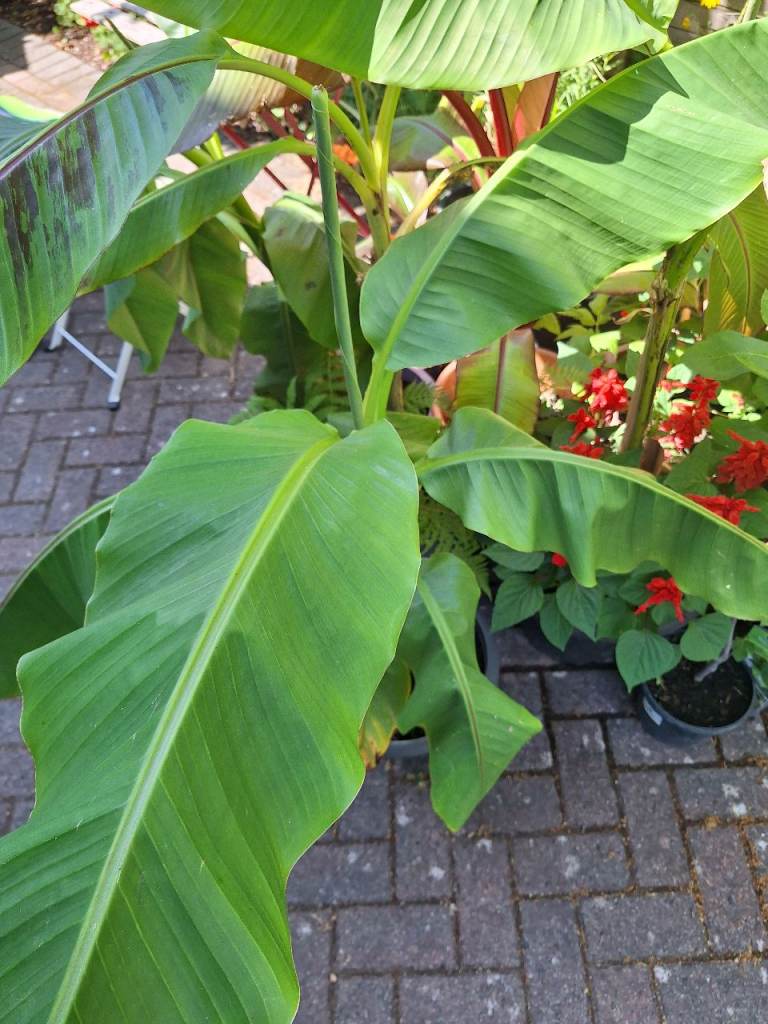 Huge Banana Plant Very LARGE established Tropical Jungle Plant Musa Basjoo