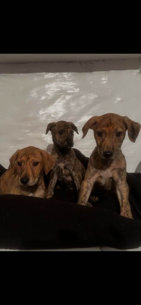 Ready to go. Whippet x/ greyhound x / lurcher puppies  