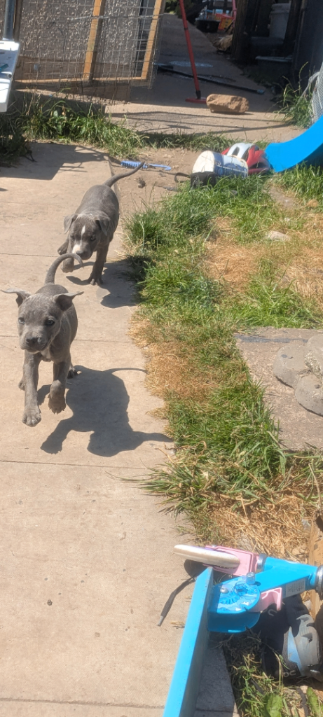 Blue staffy pups 🔥Ready NOW!🔥