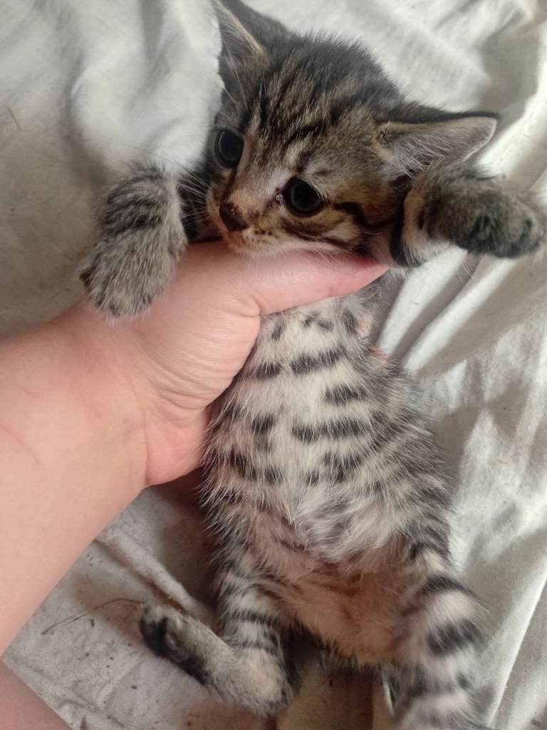 Tuxeto/bengal kittens