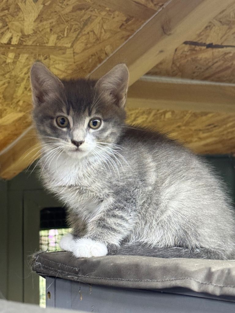 Mainecoon 
