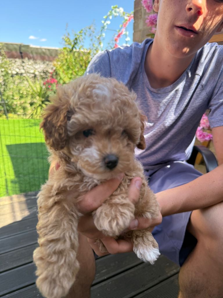 Maltipoo F1b Asian toy puppies 