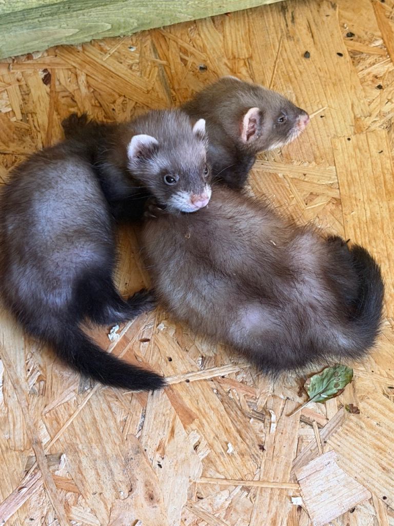 70 the 2 Kits