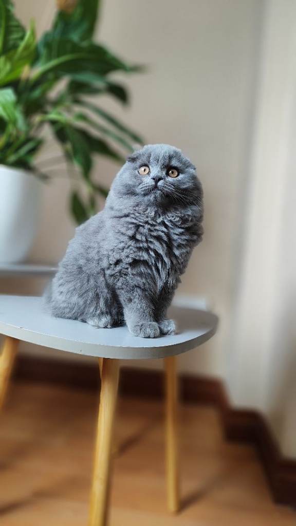 Kittens