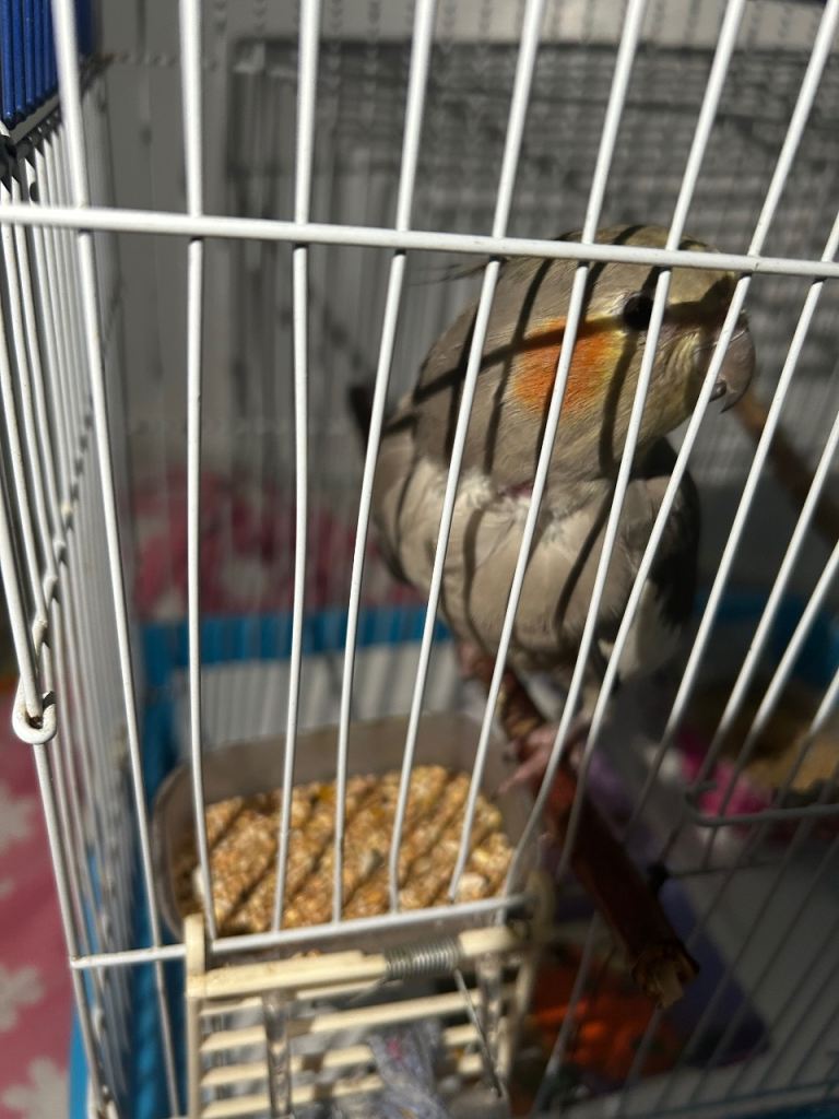 Beautiful grey cockatiel for sale