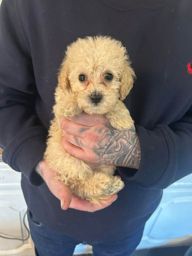 poochon f1b puppys for sell 