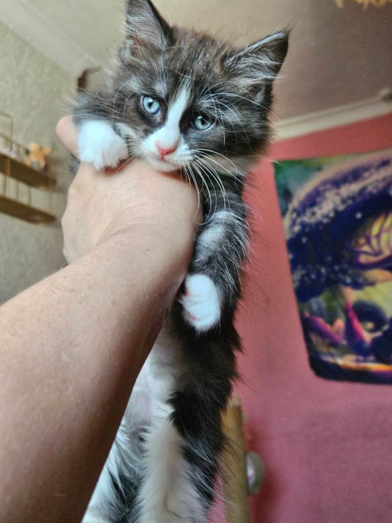 Amazing maine coon cross ragdolls