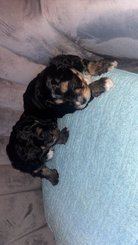 2 lhasapoo 