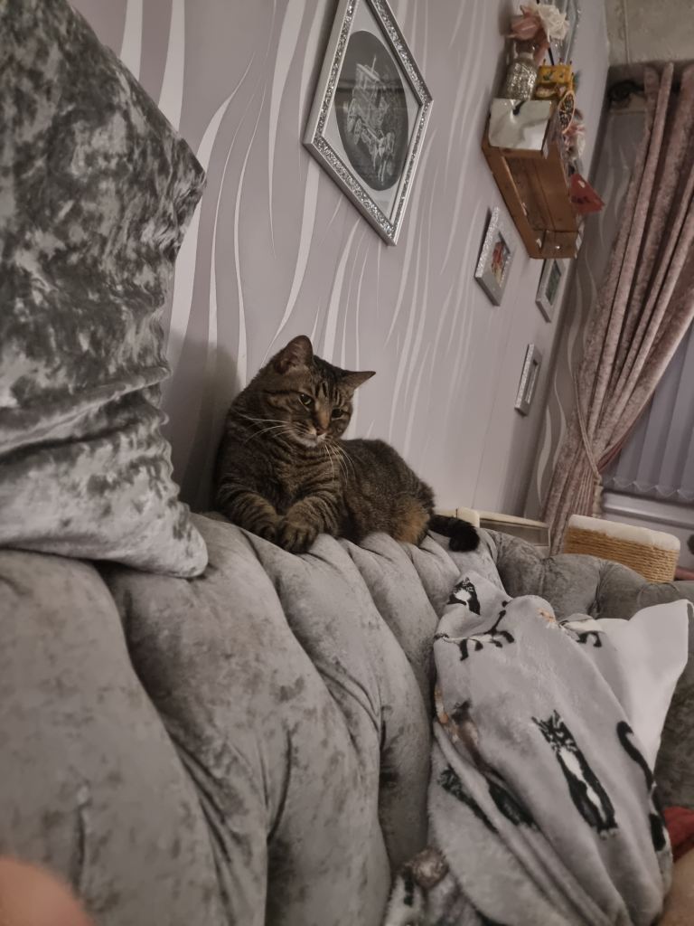 Beautiful  female  cats