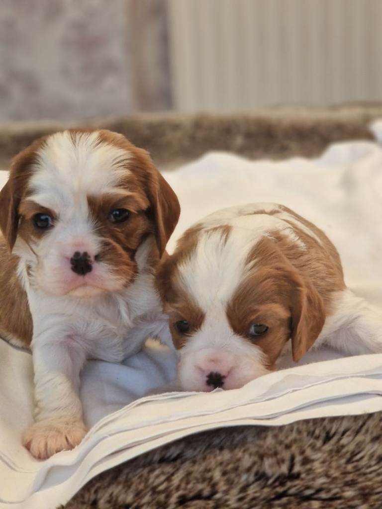 Cavalier king charlies!