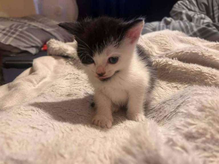 Mixed breed kittens   For price look at the description 