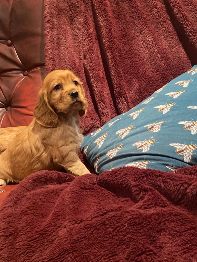 Cocker spaniel pups 