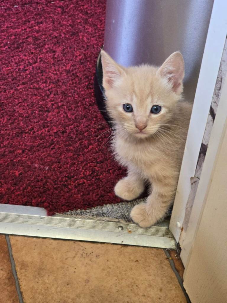 Kitten 3 boy