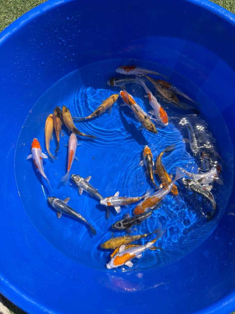 Koi carp 6-8” 