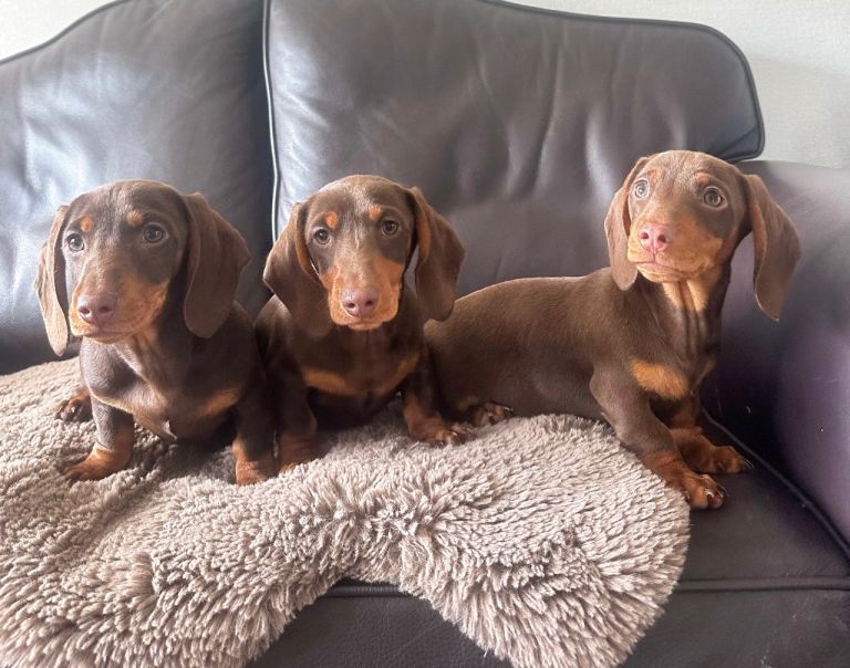 Miniature dachshunds kc reg 