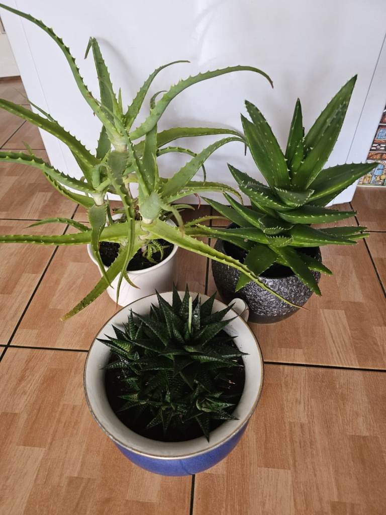 Large indoor house plants