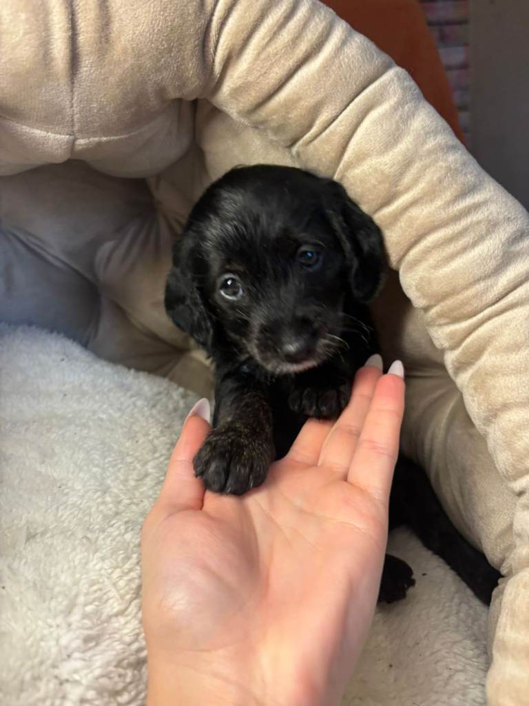 Doxipoo puppies READY NOW 