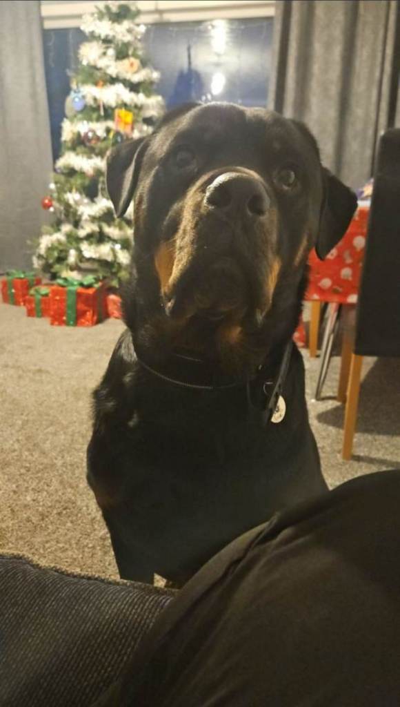 Reluctant sale of our rottweiler boy