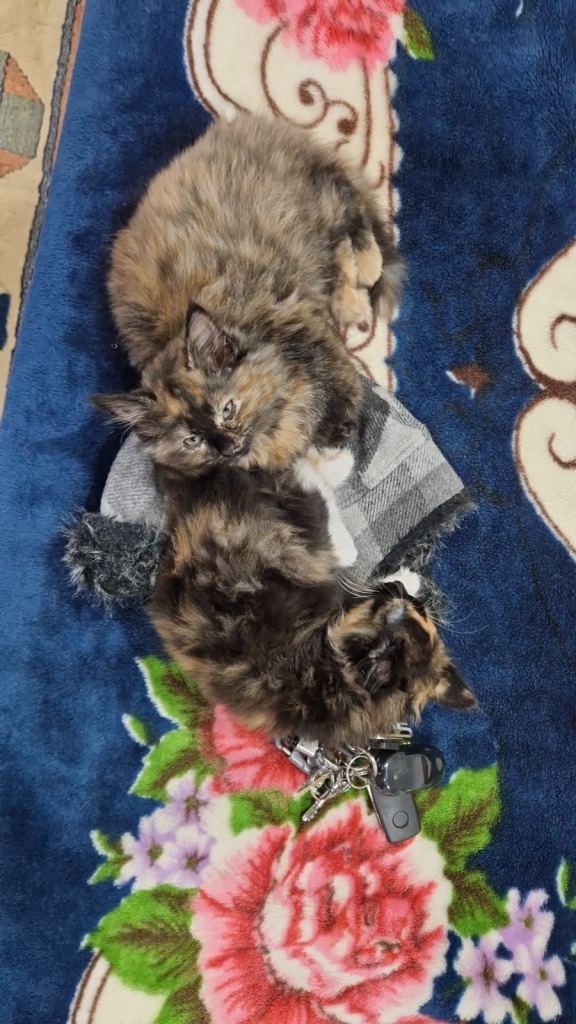 2 beautiful kittens 