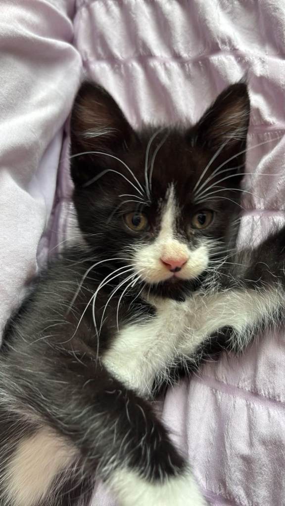 12 week old kitten