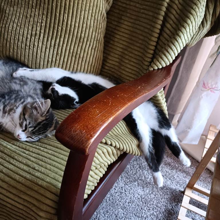 12 week kittens 