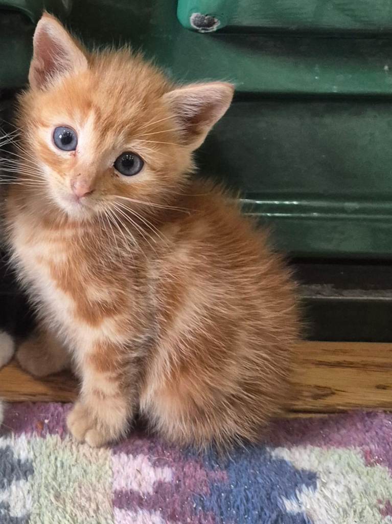 Male  kitten