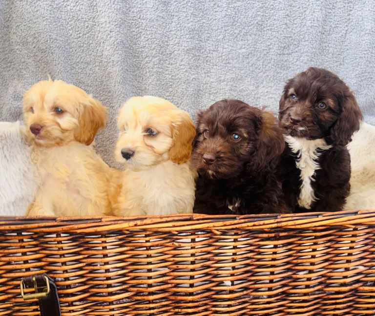 BEAUTIFUL F1 CAVAPOO PUPPIES