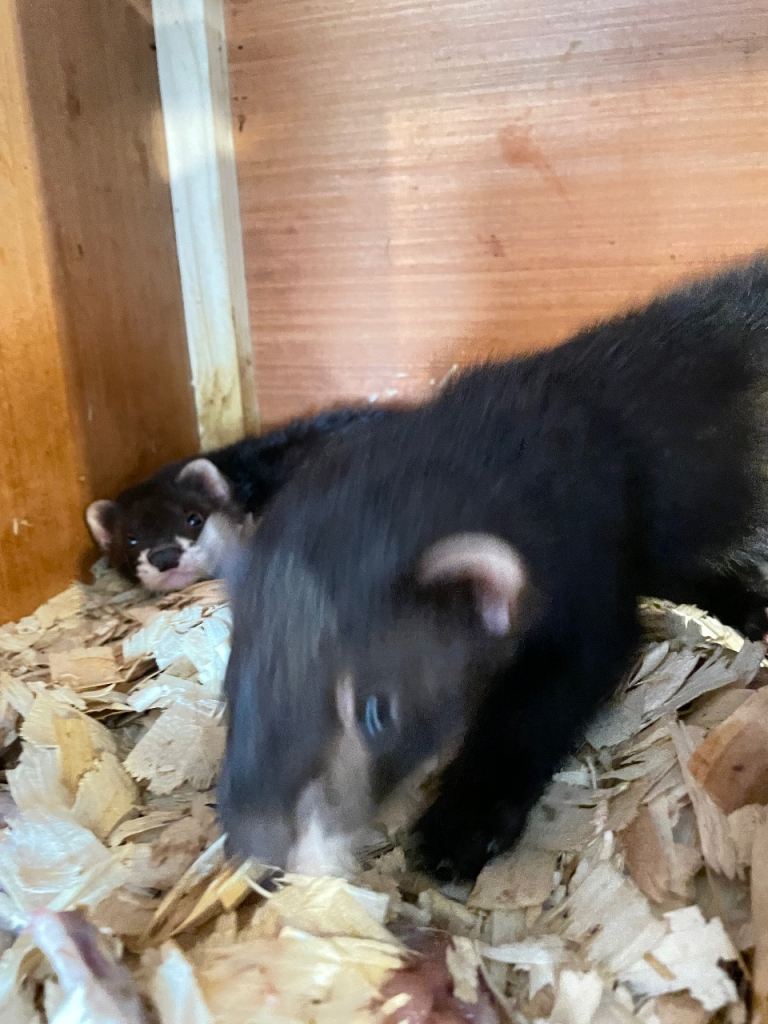 Black Ferret kits ready for new homes