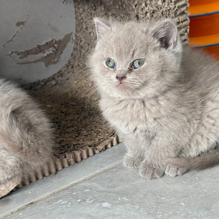 BSH gccf registered 